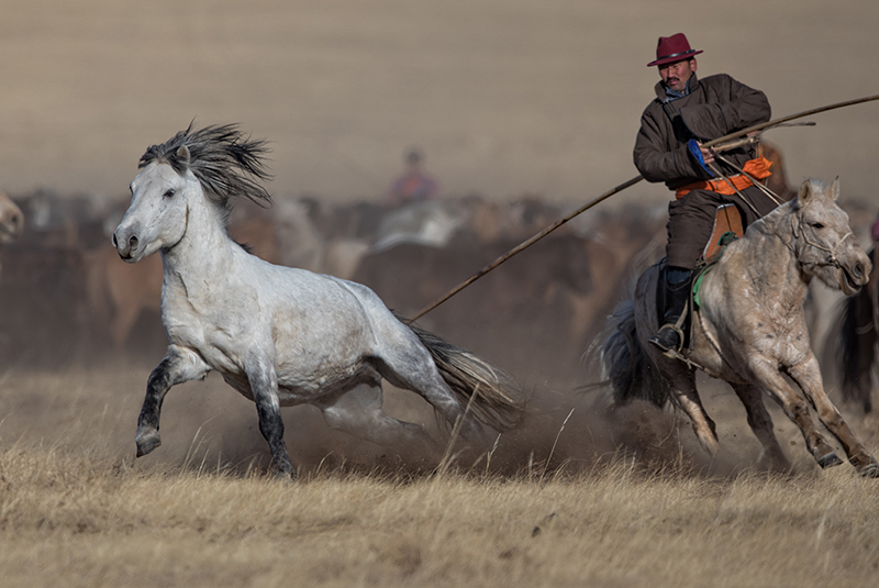 mongolia horse festival